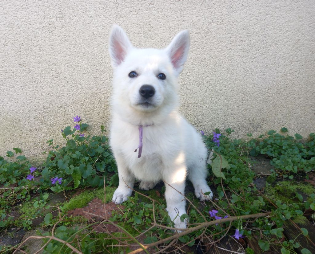 des divines folies bergere - Chiots disponibles - Berger Blanc Suisse