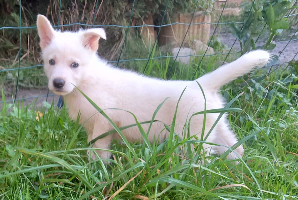 des divines folies bergere - Chiots disponibles - Berger Blanc Suisse