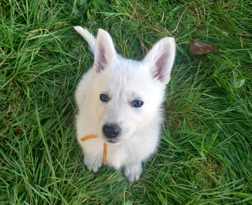 des divines folies bergere - Chiots disponibles - Berger Blanc Suisse