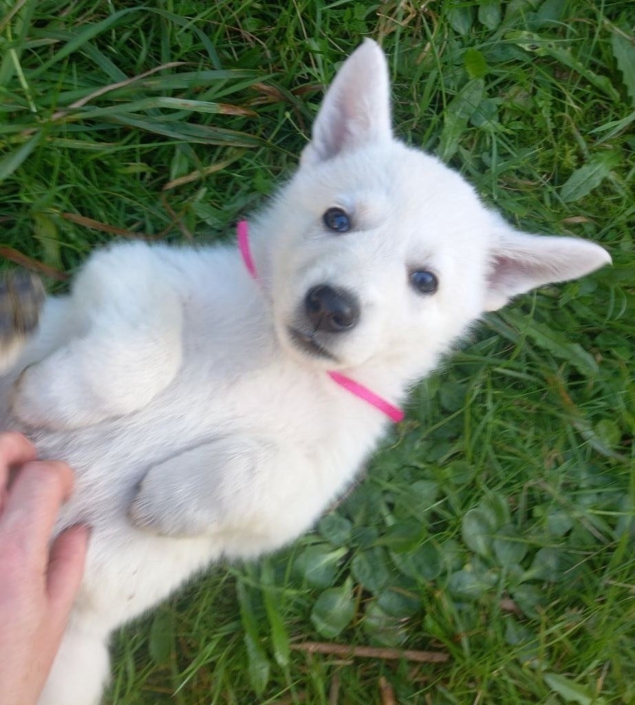 des divines folies bergere - Chiots disponibles - Berger Blanc Suisse