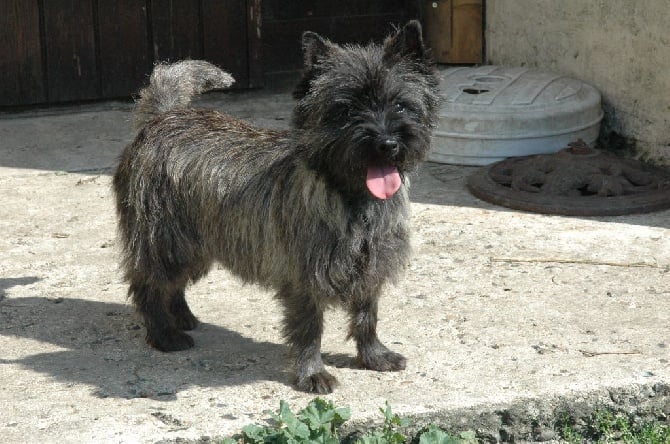 résultat de la nationale des terriers d'écosse