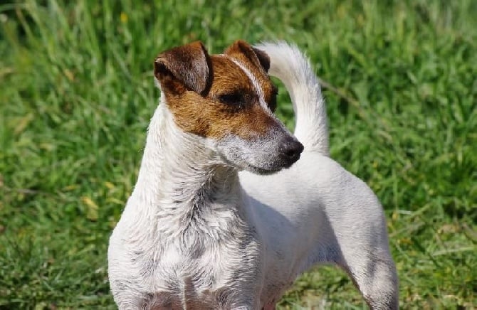 Résultat du CACIB de montpellier 