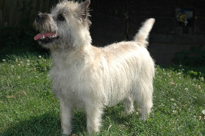 de la pinkinerie - NATIONALE D'ELEVAGE DES TERRIERS D'ECOSSE