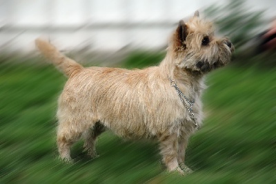 de la pinkinerie - WORD DOG SHOW, CHAMPIONNAT DU MONDE ET CHAMPIONNAT DE FRANCE 2011