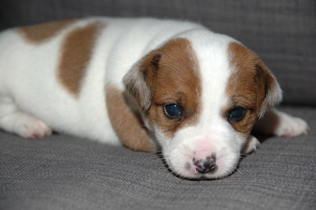 Chiot Jack Russell Terrier de la pinkinerie