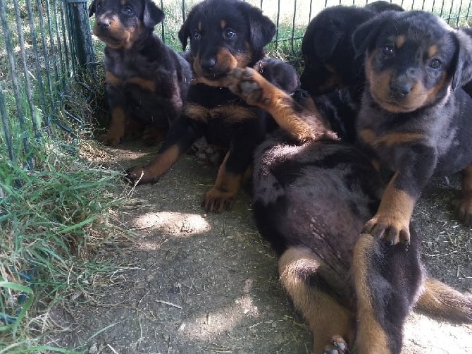 des enfants de Châmane - Portée beauceron Ifrane-Jaguar