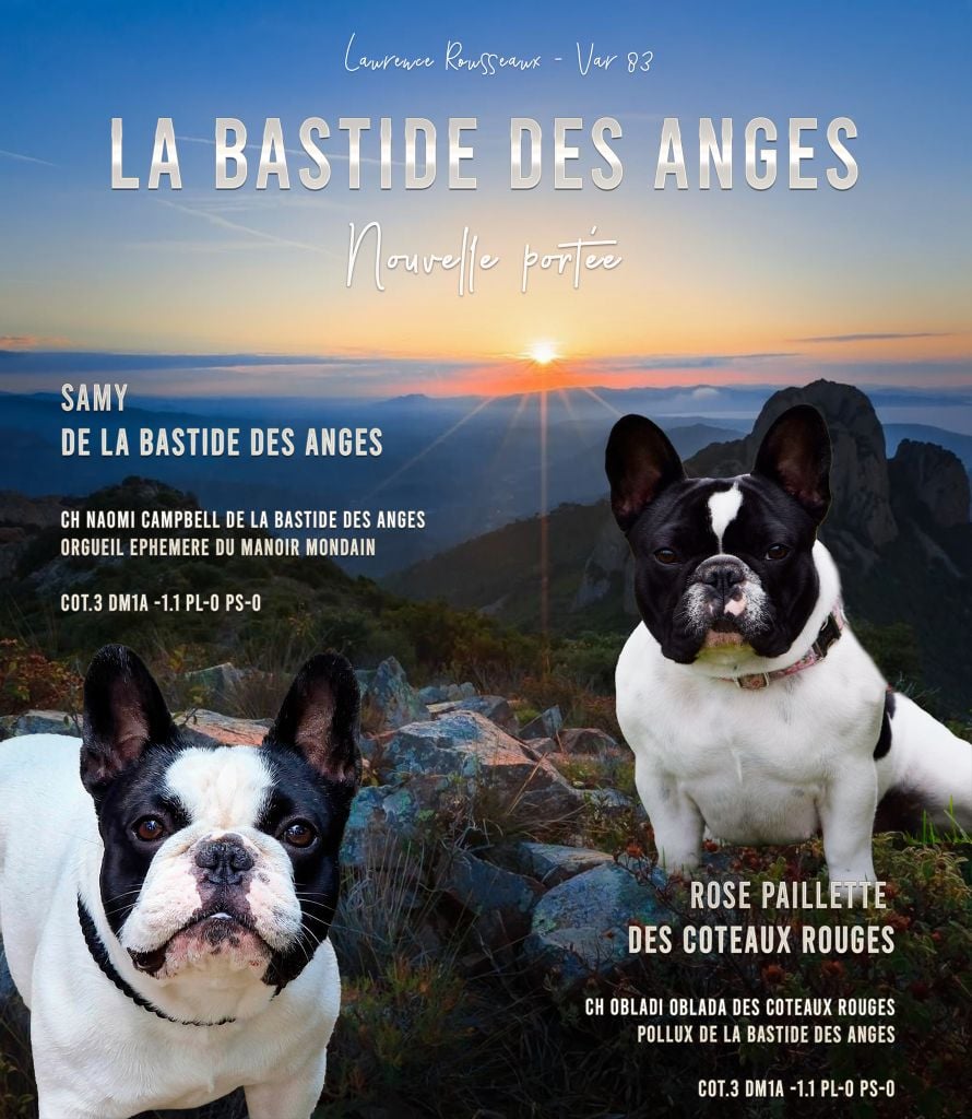 de la bastide des anges - Des bébés bientôt à la Bastide des Anges