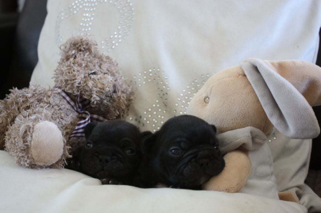 Chiot Bouledogue français de la bastide des anges