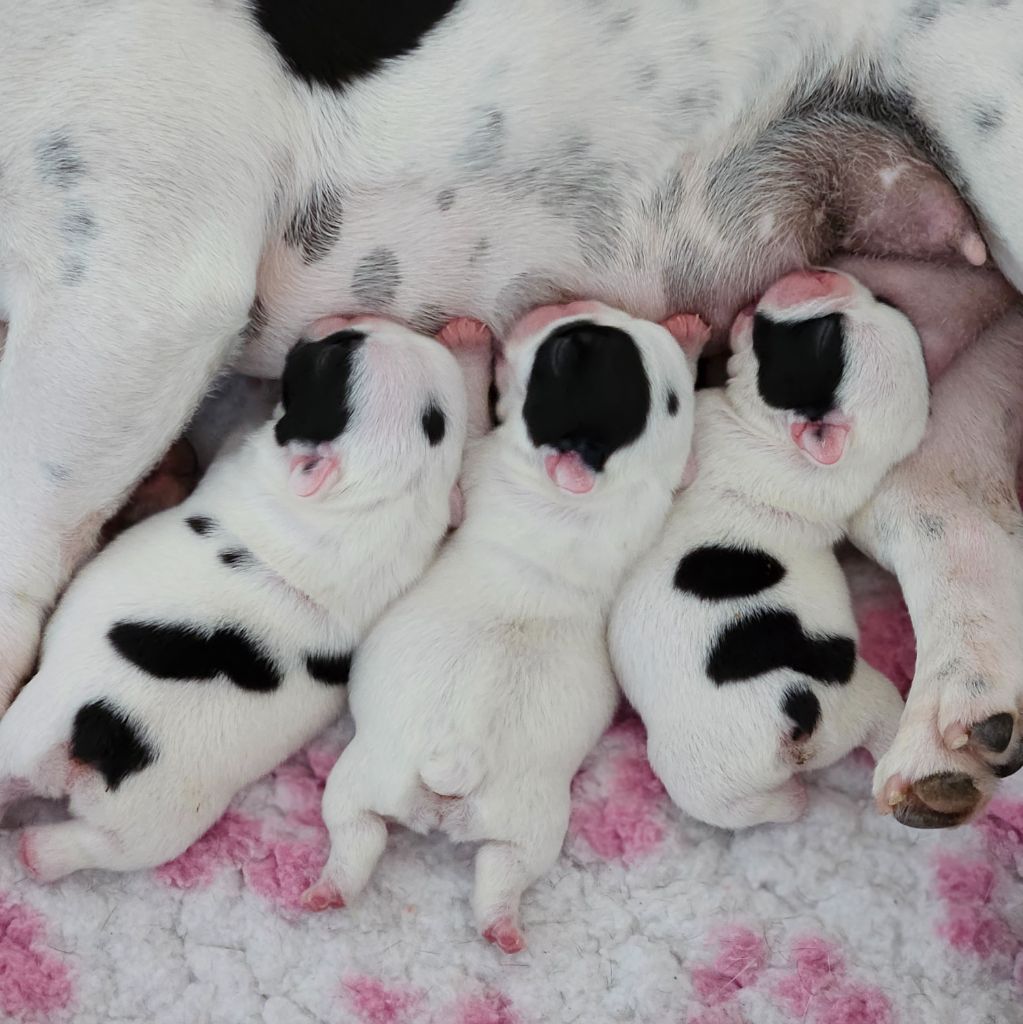 Chiot Bouledogue français de la bastide des anges