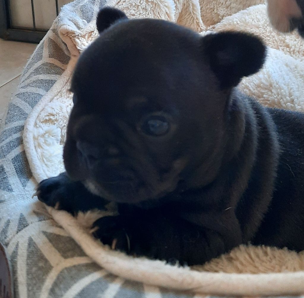 Chiot Bouledogue français de la bastide des anges