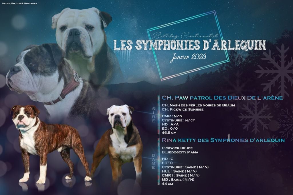 Des Symphonies d'Arlequin - Bientôt des bébés 