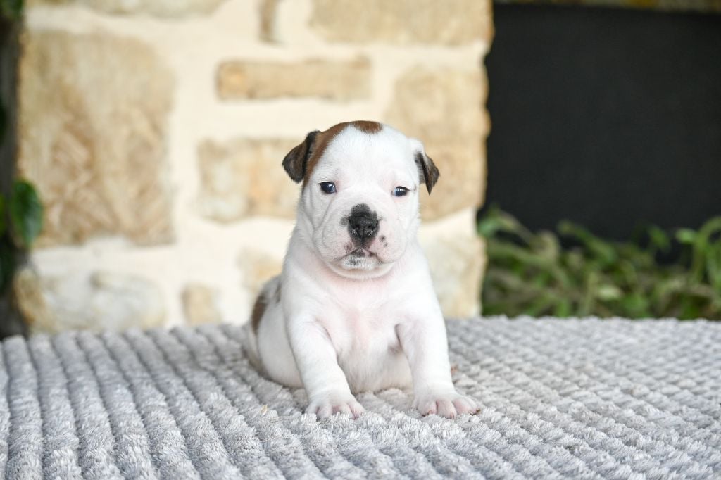 Des Symphonies d'Arlequin - Chiots disponibles - Bulldog continental