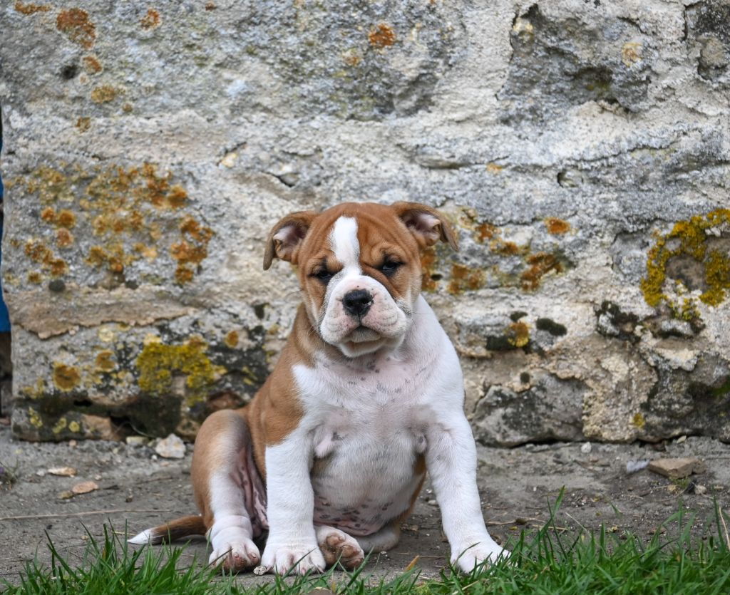 Des Symphonies d'Arlequin - Chiots disponibles - Bulldog continental