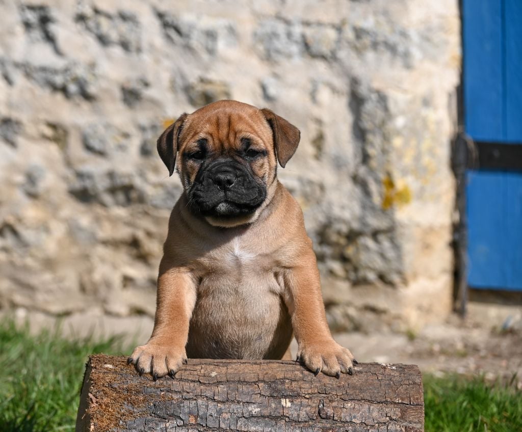 Des Symphonies d'Arlequin - Chiots disponibles - Bulldog continental