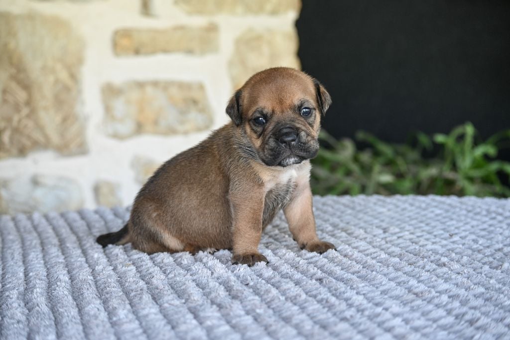 Des Symphonies d'Arlequin - Chiots disponibles - Bulldog continental