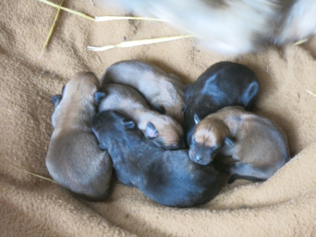 les bb sont arrivés !