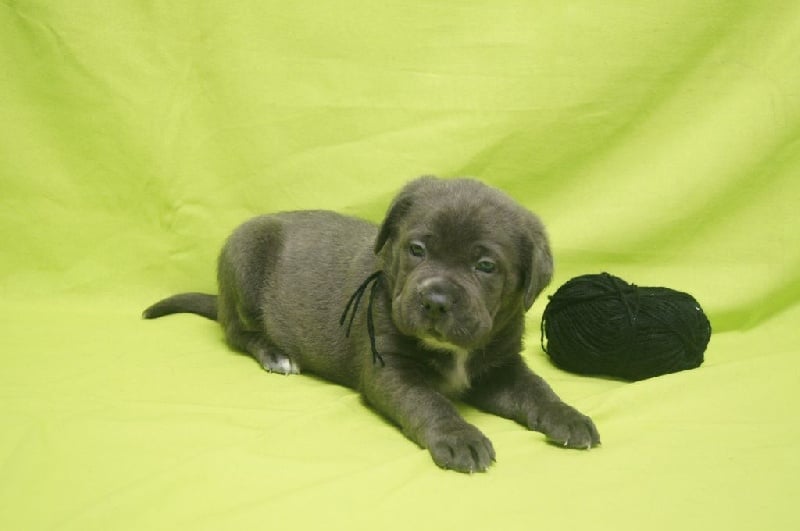 Apenimon - Chiots disponibles - Cane Corso