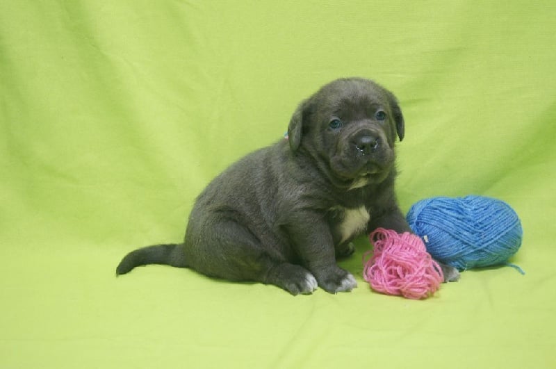 Apenimon - Chiots disponibles - Cane Corso