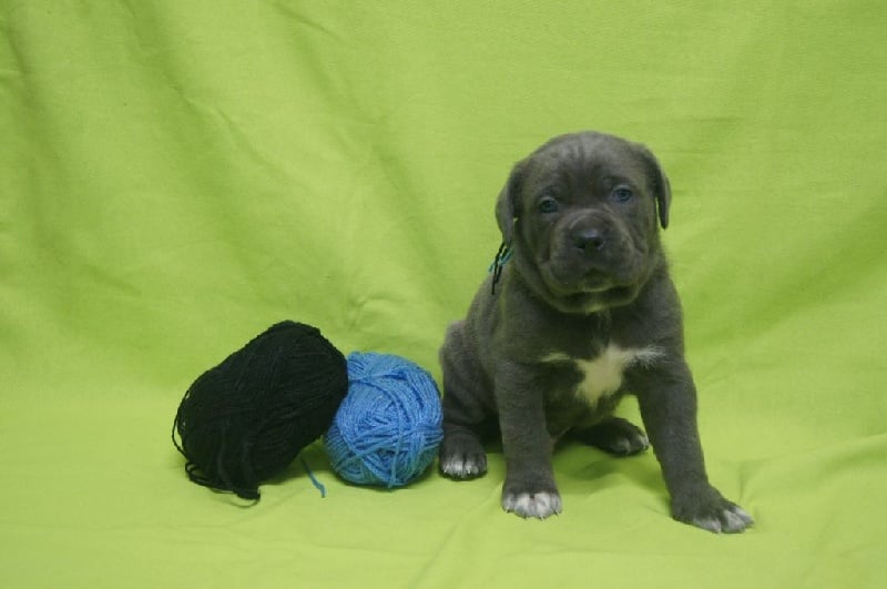 Apenimon - Chiots disponibles - Cane Corso