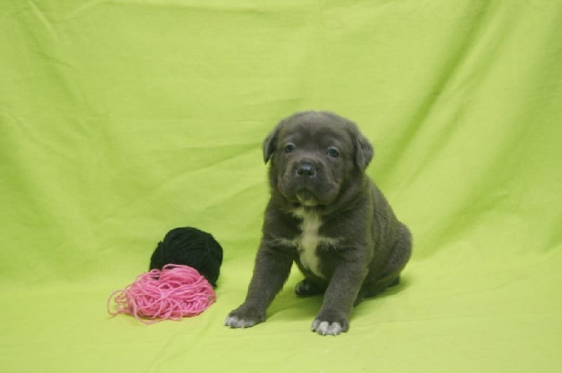 Apenimon - Chiots disponibles - Cane Corso