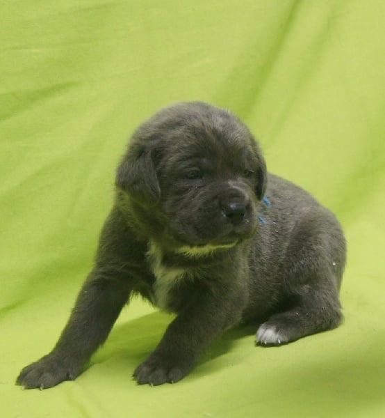 Apenimon - Chiots disponibles - Cane Corso