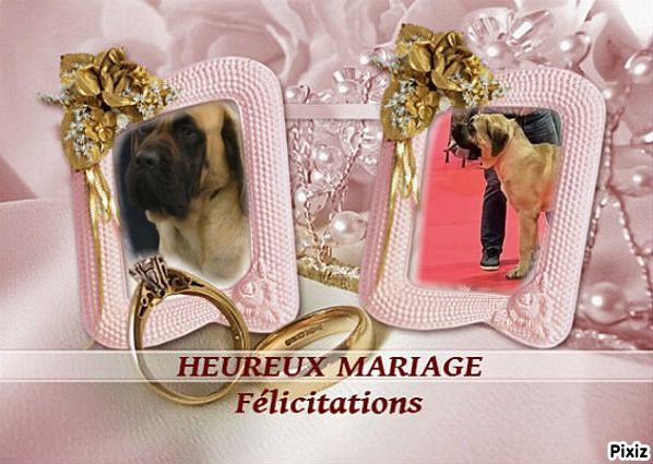 des Mastiffs d'Enfer - MARIAGE RACHEL ET OLIVER