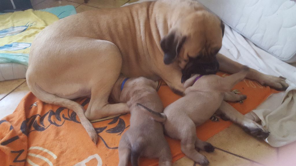 des Mastiffs d'Enfer - Mastiff - Portée née le 28/07/2018