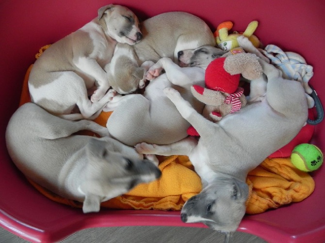 du chateau du pival - Chiots Disponibles Tél 06 79 77 72 27