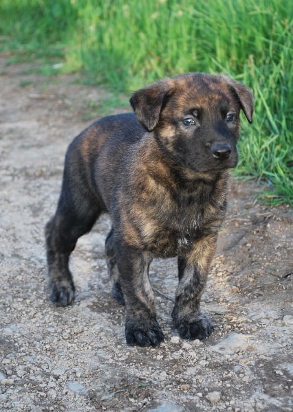 Chiot Berger hollandais du Val d'Athanor