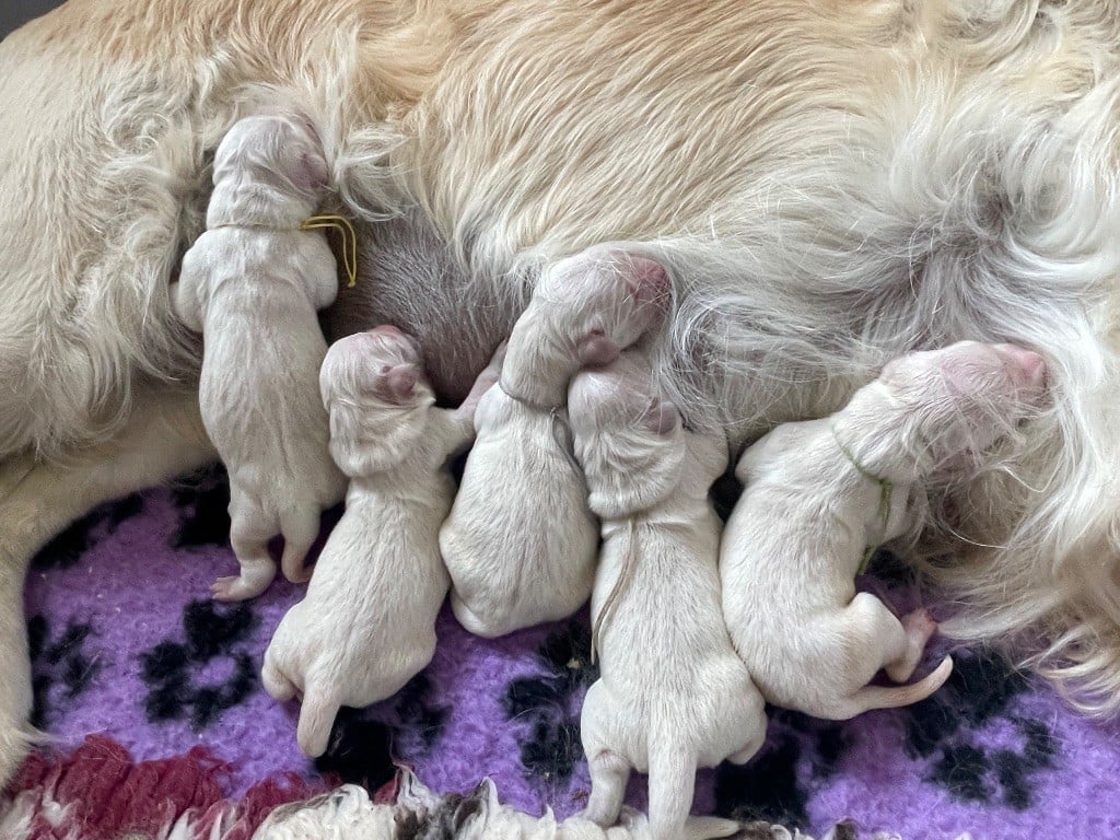 Chiot Golden Retriever Of tutti frutti island