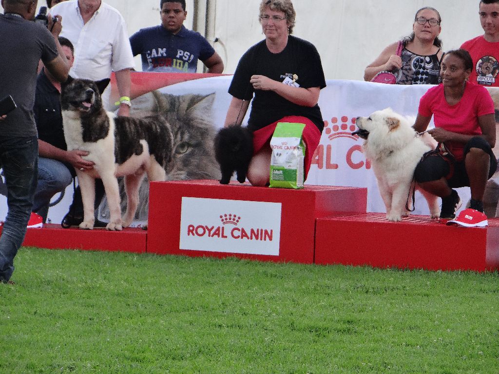 des sphinx du clair de lune - EXPOSITION CANINE - CACS DE TAMPON  LE 16/01/2016