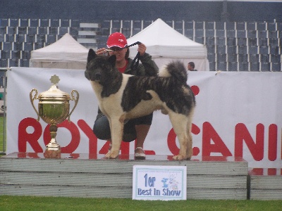 des sphinx du clair de lune - CHANG-OR REMPORTE LE BEST IN SHOW 2009