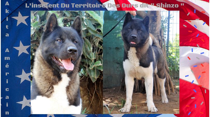 des sphinx du clair de lune - DE NOUVEAUX BBS AKITA SONT ATTENDUS POUR DEBUT FEVRIER 2019 