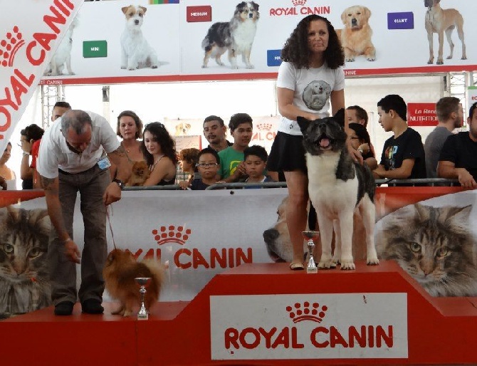 des sphinx du clair de lune - CHANG-OR AU SALON ANIMALIER JUIN 2014