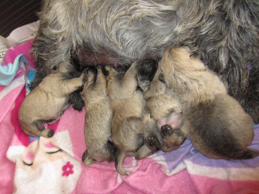 De nouveau bébés à l'élevage !!!!