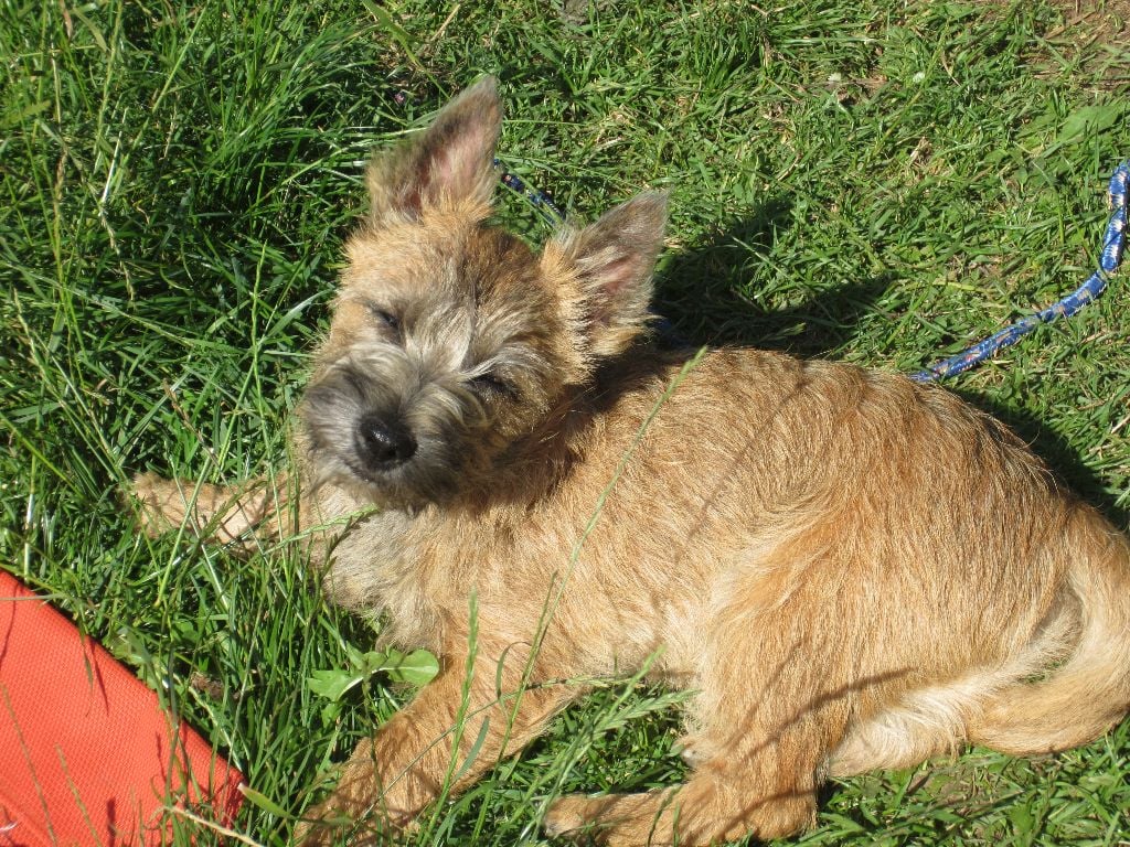 de kound'heira - Chiots disponibles - Cairn Terrier