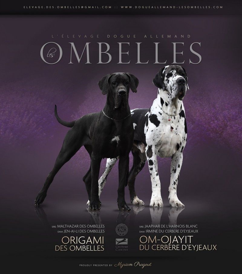 Chiot Dogue allemand des Ombelles