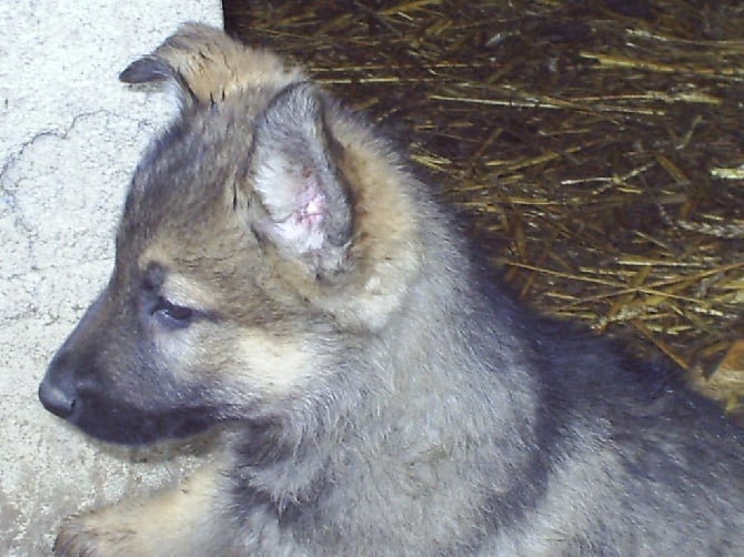 chiot ITHI ET GAIUSSE DE LA MAISON DES GOURMETS NÉE LE 25/09/2014  