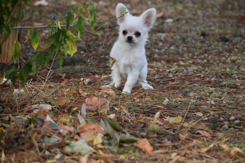 Chiot Chihuahua des légendes d'Athena