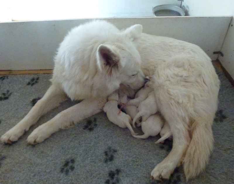 De la vallée de l'orkhon - Berger Blanc Suisse - Portée née le 10/07/2013