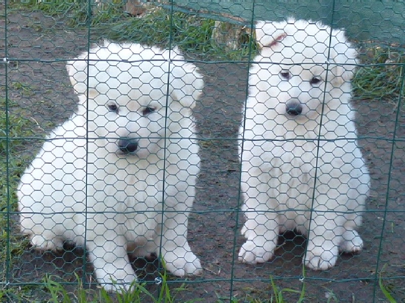 De la vallée de l'orkhon - Berger Blanc Suisse - Portée née le 20/09/2012