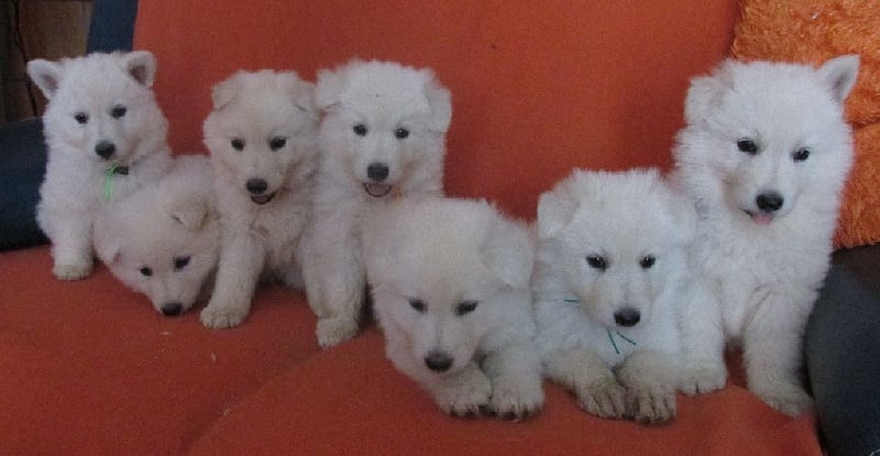 De la vallée de l'orkhon - Berger Blanc Suisse - Portée née le 02/05/2014