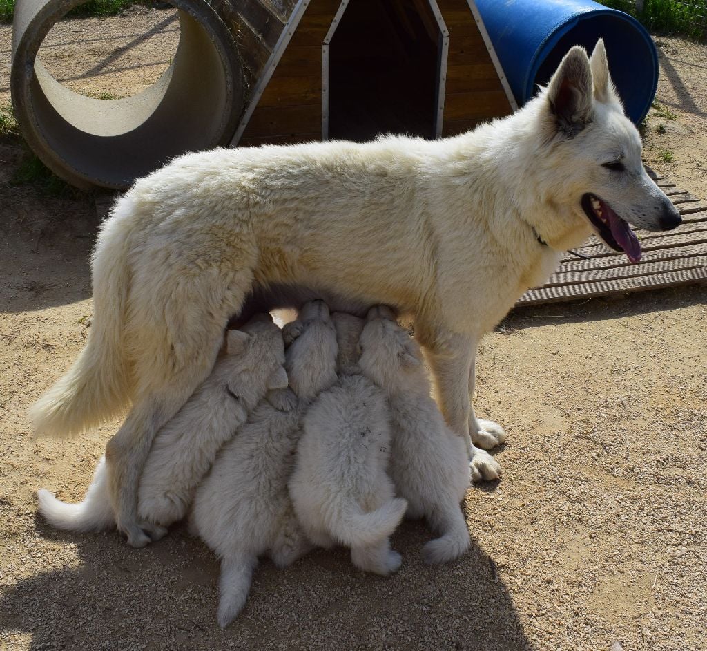 De la vallée de l'orkhon - Berger Blanc Suisse - Portée née le 05/03/2018