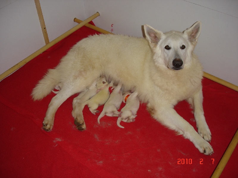 De la vallée de l'orkhon - Berger Blanc Suisse - Portée née le 04/02/2010