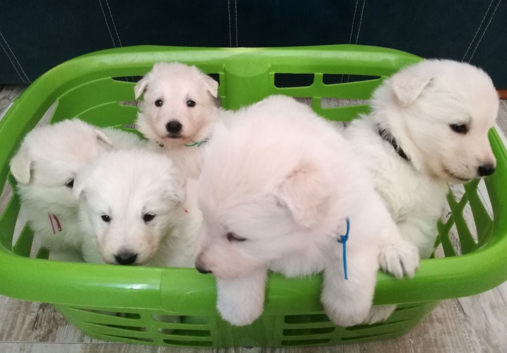 De la vallée de l'orkhon - Berger Blanc Suisse - Portée née le 21/01/2017