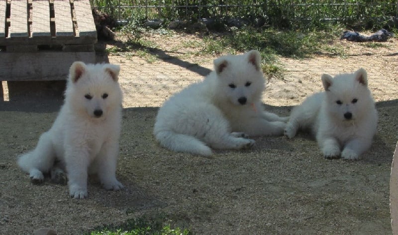 De la vallée de l'orkhon - Berger Blanc Suisse - Portée née le 04/07/2014