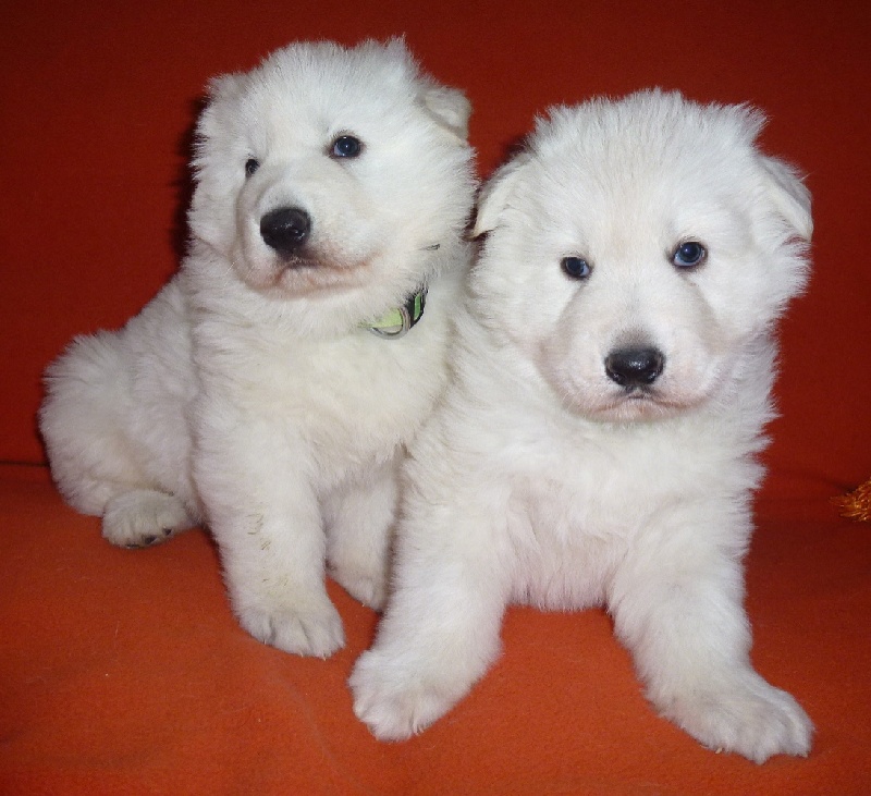 De la vallée de l'orkhon - Berger Blanc Suisse - Portée née le 31/10/2012