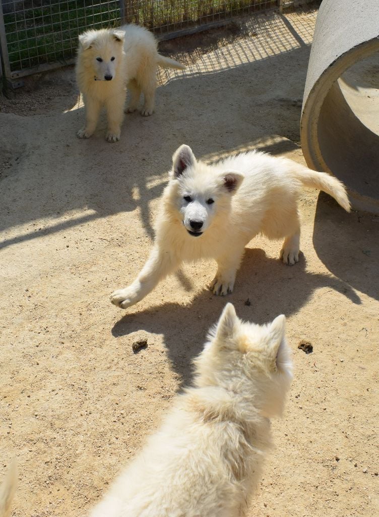 De la vallée de l'orkhon - Berger Blanc Suisse - Portée née le 07/01/2020