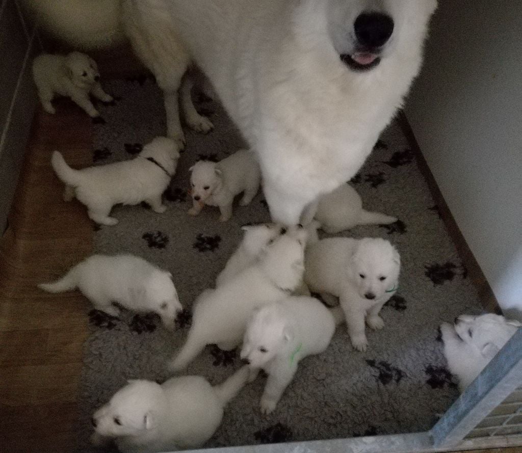 De la vallée de l'orkhon - Berger Blanc Suisse - Portée née le 19/03/2017