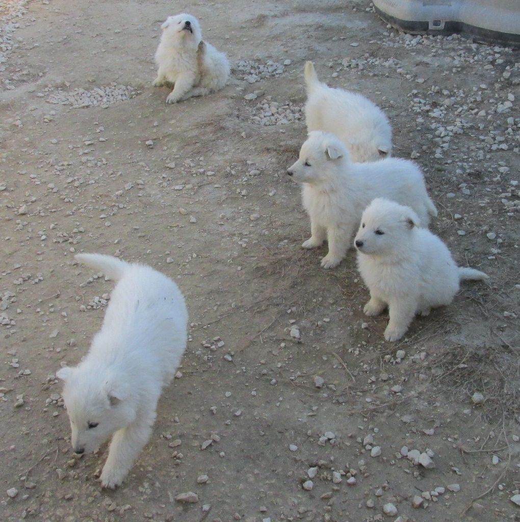 De la vallée de l'orkhon - Berger Blanc Suisse - Portée née le 09/12/2021